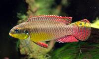 <i>Pelvicachromis taeniatus</i>