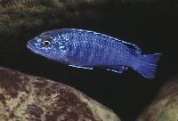 <i>Labidochromis joanjohnsonae</i>, Likoma