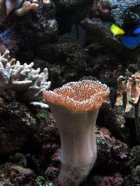 korall sarcofyton