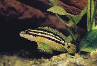 <i>Julidochromis ornatus</i>, Uvira