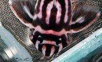 Hypancistrus zebra - Erlend D Bertelsen