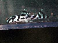 Hypancistrus zebra - Erlend D Bertelsen