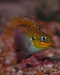 <i>Pelvicachromis taeniatus</i>, 