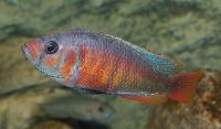 <i>Haplochromis</i> sp. "crimson tide"