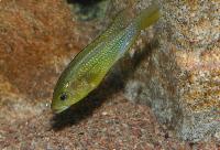 <i>Astatoreochromis alluaudi</i>