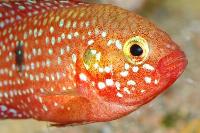 <i>Rubricatochromis lifalili</i>