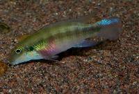 <i>Pelvicachromis humilis</i> "red spot liberia"