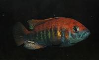 <i>Haplochromis nyererei</i>