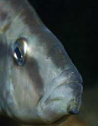<i>Dimidiochromis compressiceps</i>