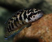 <i>Julidochromis marlieri</i>, Gombe
