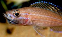 <i>Paracyprichromis nigripinnis</i>