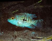 Söndag - Juan M.A. Azas/Herichthys-the northeastern Mexico cichlids