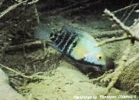 Söndag - Juan M.A. Azas/Herichthys - the northeastern Mexico cichlids