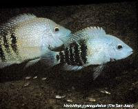 Söndag - Juan M.A. Azas/Herichthys - the northeastern Mexico cichlids