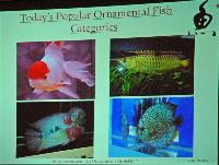 Fredag - Dick Au. Asian Fascination: The Ornamental Fish Hobby