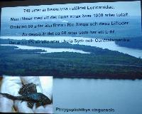 Söndag - Rio Xingu, en flod skapad för L-malar
