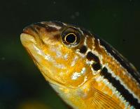 Zierfische & Aquarium, 2007 - truck - Melanochromis auratus
