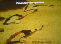 Söndag-Breeding and care of several Planiloricaria in comparsion - Norman Behr
