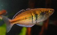 Monterfisk - regnbågsfisk