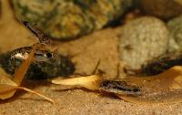 Monterfisk - malar/Corydoras habrosus