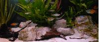 Monterakvarium - Regnbågsfisk Bleher