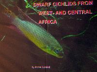 Söndag-Dwarfcichlids from west- and centralafrica/Anton Lamboj