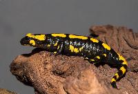 <i>Salamandra salamandra terrestris</i>