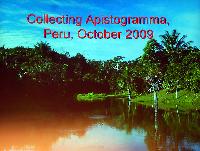 Mark Breeze: Peruvian Apistogramma collection trip