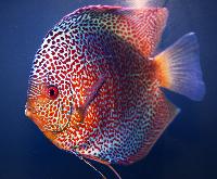 A_Discus_Spotted_DSC_0441.jpg
