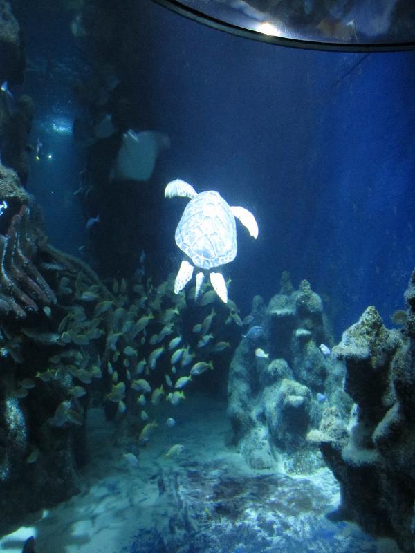 Sea Life, London Aquarium