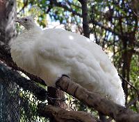 Maroparque, La Palma