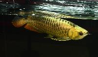 Fisktävling.Dragon Fish Small. Class 3. 3 plats.