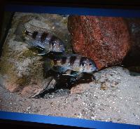 Föredrag.Lördag.Thomas Andersen.Deep water cichlids from Lake Tanganyika.Del 1: Limnochromines