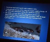 Föredrag.Lördag.Thomas Andersen.Deep water cichlids from Lake Tanganyika.Del 1: Limnochromines