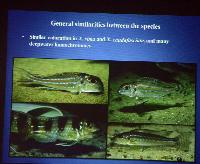 Föredrag.Söndag.Thomas Andersen.Deep water cichlids from Lake Tanganyika.Del 2: Xenotilapia.