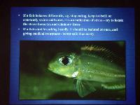 Föredrag.Söndag.Thomas Andersen.Deep water cichlids from Lake Tanganyika.Del 2: Xenotilapia.
