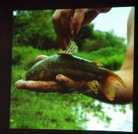 Föredrag.Lördag.Felipe Cantera Fishcollecting in Uruguay.