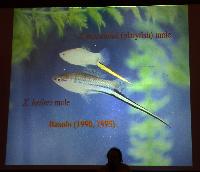 Gil Rosenthal.Swordtail in northern, central Mexico and natural hybrids.Del 1
