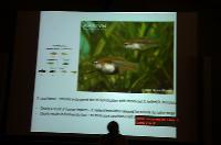 Gil Rosenthal.Swordtail in northern, central Mexico and natural hybrids.Del 2