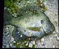 Michael Kempkes. Livebearing fishes in Florida, USA.