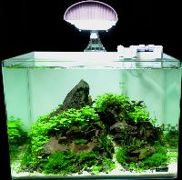 Planted Aquarium, Nano