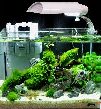 Planted Aquarium, Nano