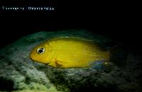 A_L_rdag_Andreas_Spreinat_Dive_sites_at_the_westc_oast_DSC_0227.jpg