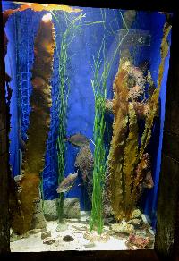 Bristol Aquarium, England