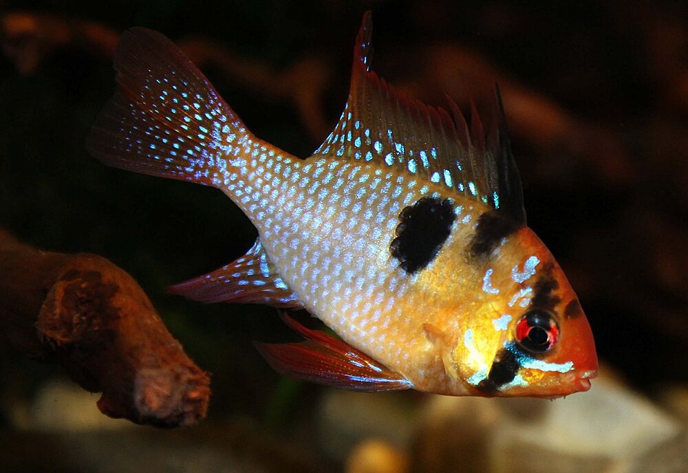 Klicka på bilden för större version

Namn: Fjärilen.PE.Zoopet-tävlingJuli.jpg
Visningar: 216
Storlek: 129,3 KB
ID: 2347451