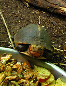 Klicka på bilden för större version

Namn: Sköldpadda.jpg
Visningar: 227
Storlek: 190,5 KB
ID: 2091401