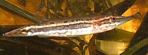 Klicka på bilden för större version

Namn: Pulcher fisk.JPG
Visningar: 188
Storlek: 36,2 KB
ID: 2092838
