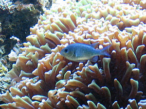 Klicka på bilden för större version

Namn: 070612-chromis.jpg
Visningar: 677
Storlek: 155,4 KB
ID: 2095655