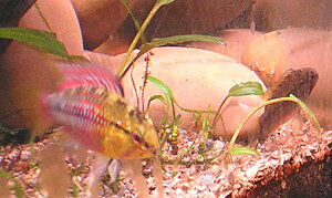 Klicka på bilden för större version

Namn: Apistogramma hongsloi_hanne_hona.JPG
Visningar: 1200
Storlek: 338,6 KB
ID: 2097167