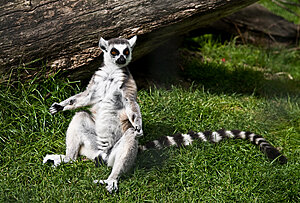 Klicka på bilden för större version

Namn: lemur8.jpg
Visningar: 68
Storlek: 553,6 KB
ID: 2107417